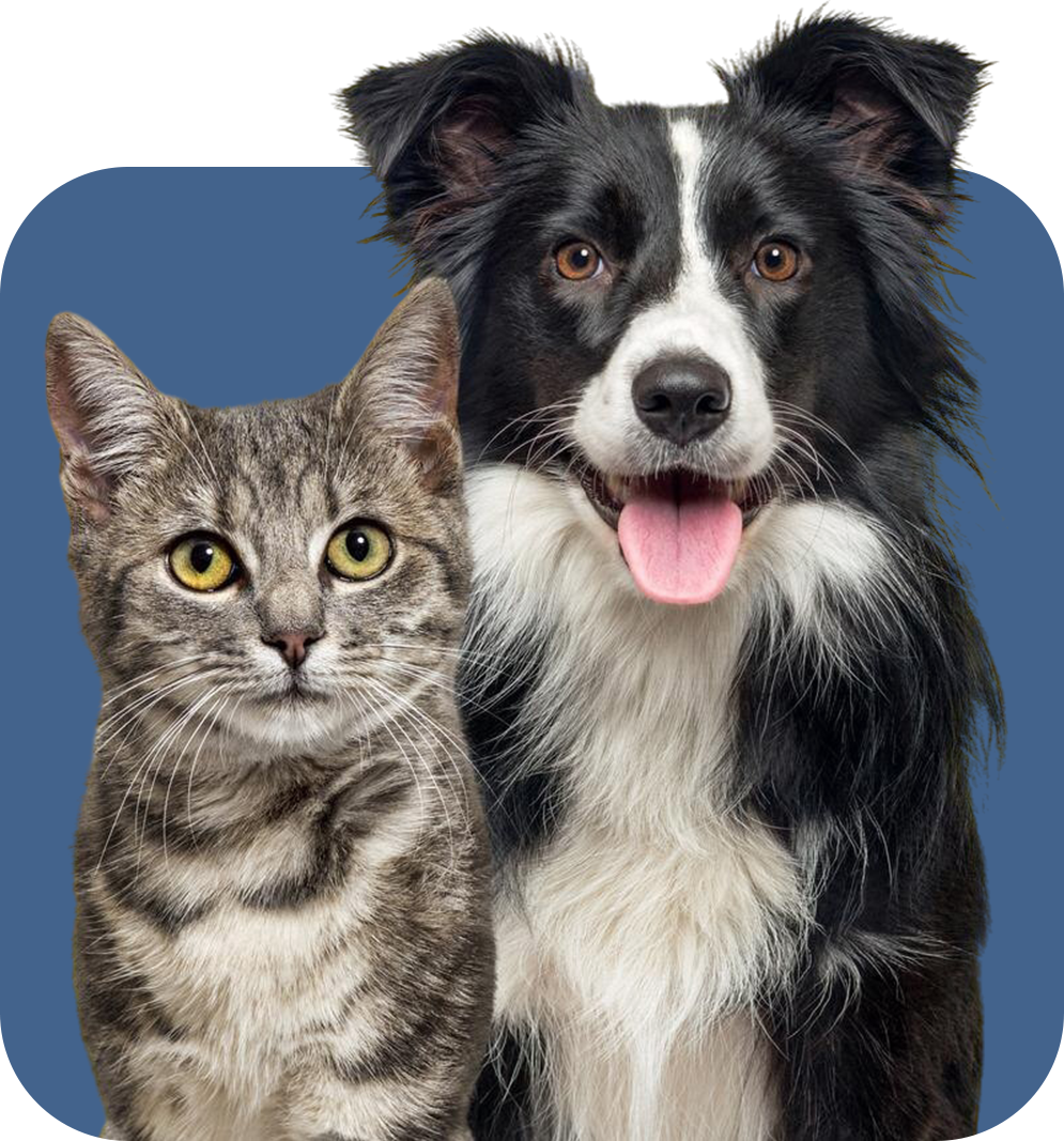 Cachorro e gato lado a lado